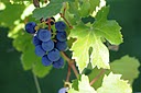 grapes